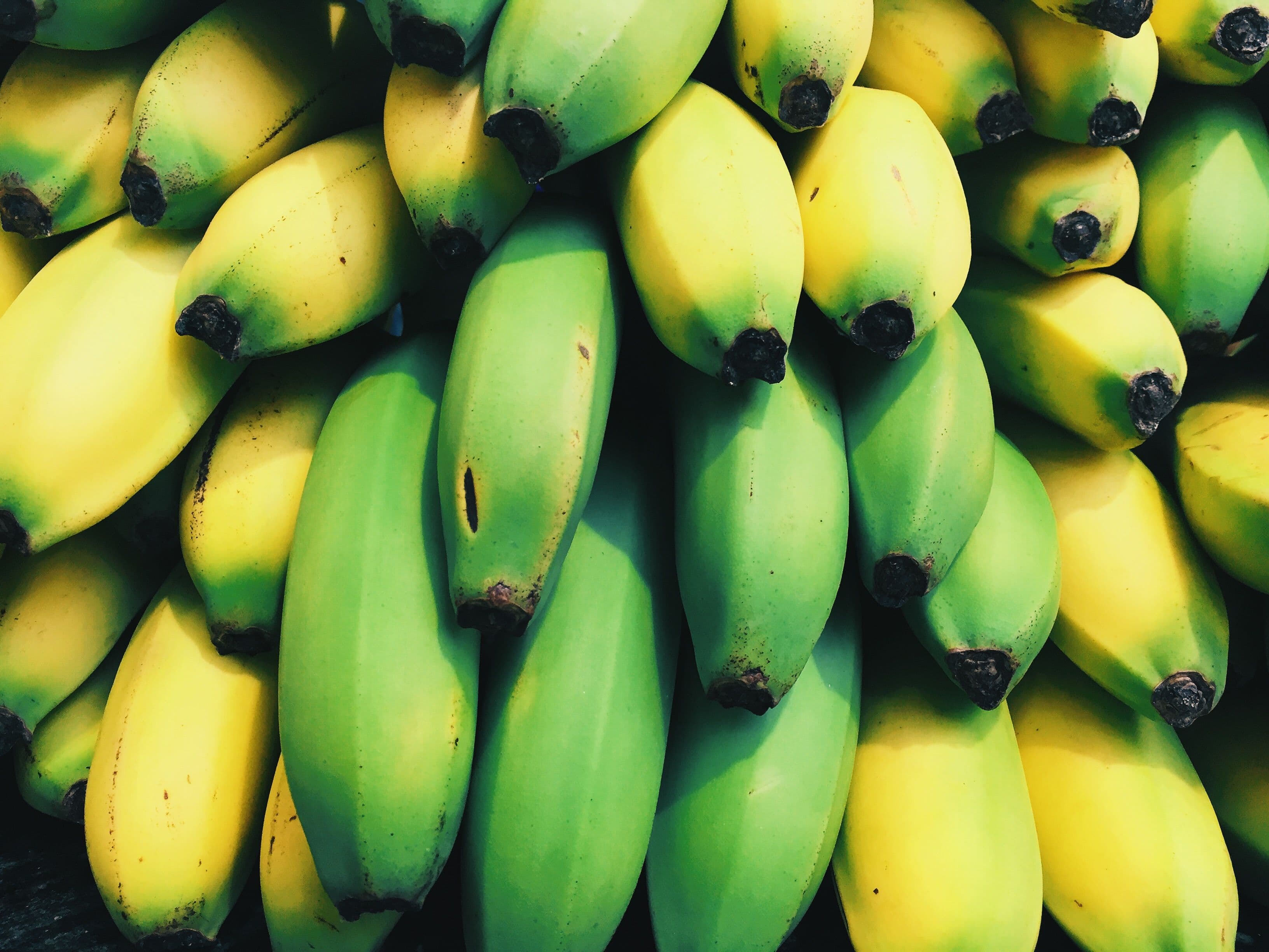Banana Cavendish